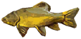 Tench