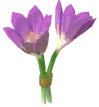 Crocus