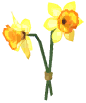Daffodil