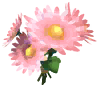 Gerbera