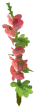 Hollyhock