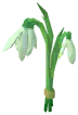 Snowdrop