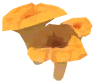 Chanterelle