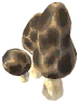 Morel
