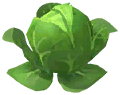 Cabbage