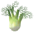 Fennel