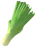 Leek