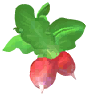 Radish
